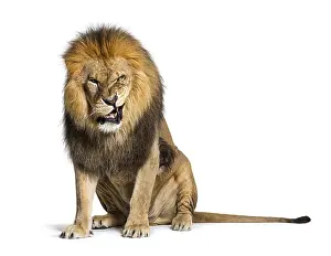 Lion Studio Shot Impressions: Lion pulling a face and looking at the camera