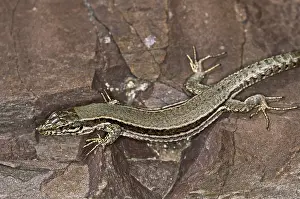 Reptile Photography Impressions: Lizard