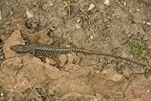 Reptile Photography Impressions: Lizard