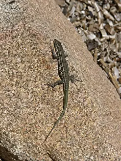 Lacertad Species Impressions: Lizard