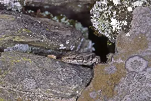 Uninhabited Wildlife Scenes Impressions: Lizard
