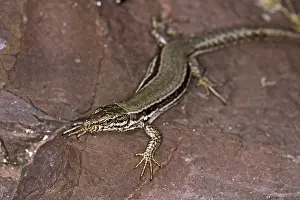Reptile Photography Impressions: Lizard