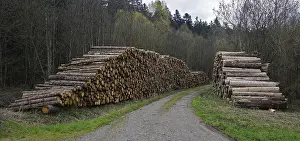 Logging Industry Impressions: Logging, lumberjacking, forestry