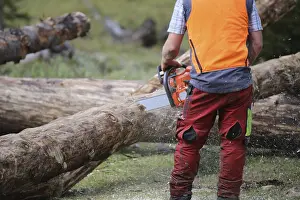Upper Bavaria Forestry Impressions: Logging work in the local forest