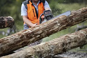 Bavarian Forest Landscape Impressions: Logging work in the local forest