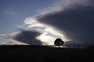 Free Standing Trees Germany Impressions: Lonely tree in front of a dramatic sky