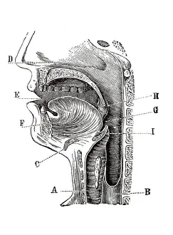 Historical Medical Artwork Impressions: Longitudinal section of a human head
