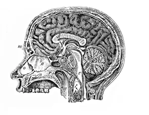 Human Head Anatomy Impressions: Longitudinal section of a human head