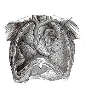 Human Torso Anatomy Impressions: Longitudinal section of a human torso