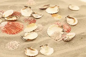Bivalve Shell Collection Impressions: Lot of shells is located on sandy background