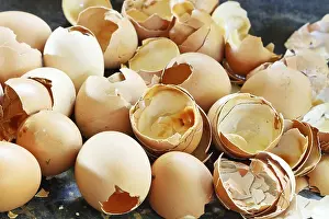 Bird Photography Close Up Impressions: Lots of empty chicken eggshells at close range