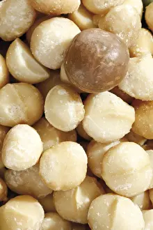 Macadamia Nuts Impressions: Macadamia nuts, full format