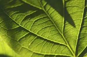 Macro Leaf Photography Impressions: Macro backlit leaf detail