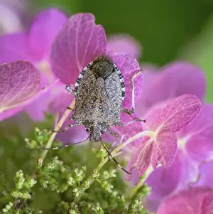 Nature Macro Photography Impressions: Macro of a dock bug on a ping hydrangea flower