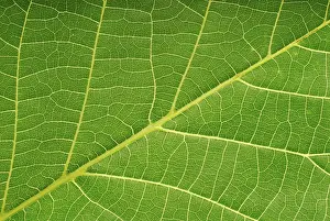 Close Up Plant Photography Impressions: Macro image of a leaf