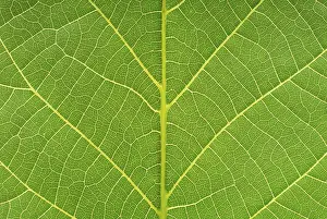 Close Up Leaf Photography Impressions: Macro image of a leaf