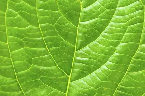 Deserted Plant Impressions: Macro leaf for concept purpose