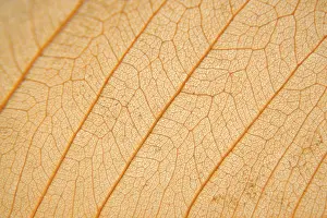 Empty Open Air Spaces Impressions: Macro texture of dry leaf