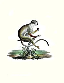 Vintage Styled Animal Illustrations Impressions: Mammals, Squirrel monkey or squirrel monkey