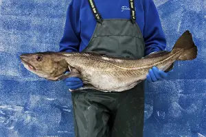 Atlantic Cod Impressions: Man with a cod in his arms