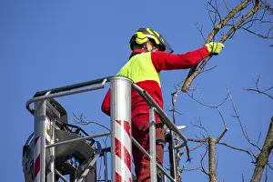 Tree Pruning Impressions: Man on the work platform pruning trees