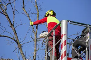Tree Pruning Impressions: Man on the work platform pruning trees
