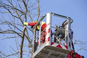 Tree Pruning Impressions: Man on the work platform pruning trees