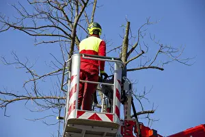 Tree Pruning Impressions: Man on the work platform pruning trees