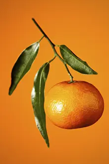 Fresh Mandarin Oranges Impressions: Mandarin