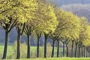 Spring Landscape Photography Impressions: Maple (Acer), tree row in spring