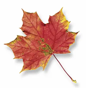 Autumn Color Impressions: Maple leaf