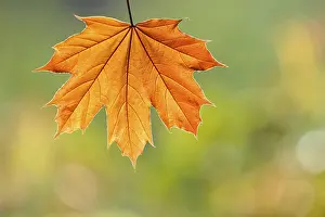 Autumn Colored Leaves Impressions: Maple leaf (Acer)