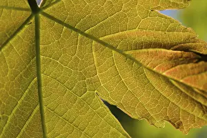 Maple Tree Silhouette Impressions: Maple leaf from close up