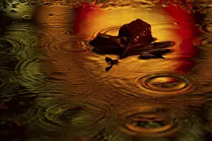Autumn Color Reflection Impressions: Maple leaf in a puddle in the rain with light reflection
