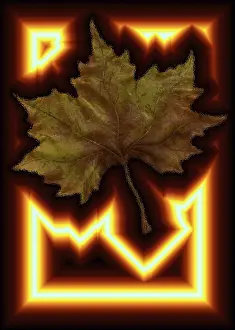 Deciduous Tree Leaves Impressions: Maple leaf with shrill border