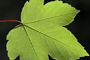 Close Up Maple Leaf Impressions: Maple leaf, structure, cut out