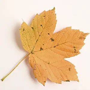 Close Up Autumn Leaves Impressions: Maple leave