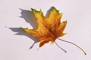 Autumn Color Impressions: Maple leave