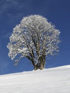 Deciduous Tree Landscape Impressions: Maple tree on a cold winter day
