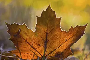 Deserted Autumn Scene Impressions: Maple tree leaf