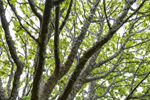 Scottish Island Landscape Impressions: Maple tree with lichen in spring