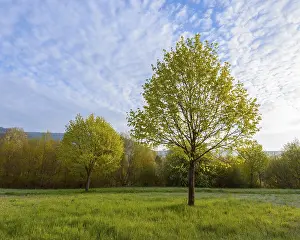 Southern Germany Trees Impressions: Maple tree in spring, Mondfeld