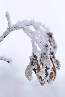 Deciduous Trees In Winter Impressions: Maple tree in winter, Germany