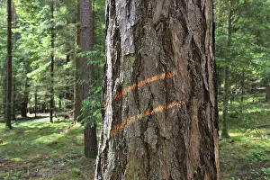 Environmental Protection Measures Impressions: Marking on a tree trunk for logging work
