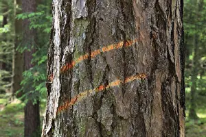 Environmental Protection Measures Impressions: Marking on a tree trunk for logging work