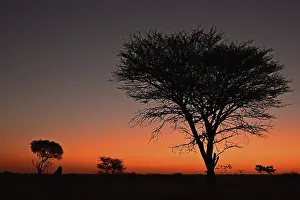 African Evening Atmosphere Impressions: Marula tree at sunset, Namibia