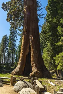 California Mountains Impressions: Massive sequoia tree trunk with a split opening at its base