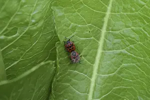Coccinelles Impressions: Les insectes rouges se reproduisent. Les insectes rouges la page de l'enfer.