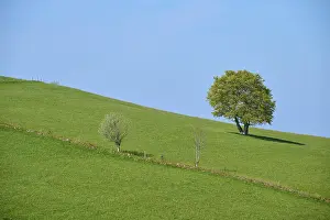 Black Forest Meadow Impressions: Meadow with beech tree in spring