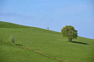 Springtime In Germany Impressions: Meadow with beech tree in spring